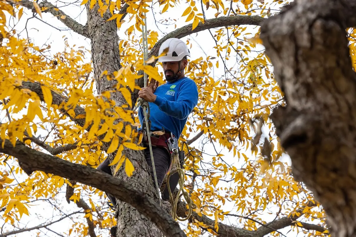 Skilled Tree Pruning crew working in Schroon Lake